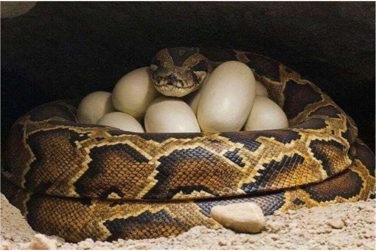 Shocking Snake Facts 3