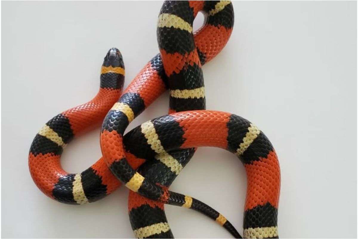 Shocking Snake Facts 4