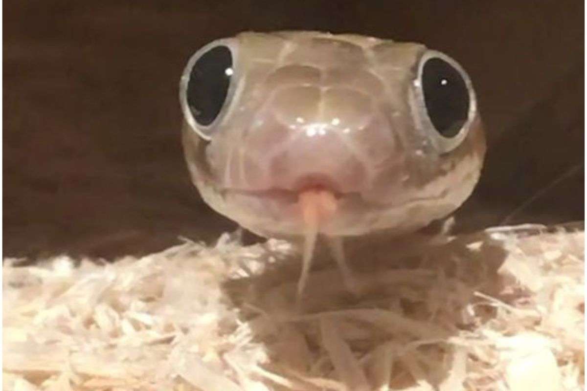 Shocking Snake Facts 5