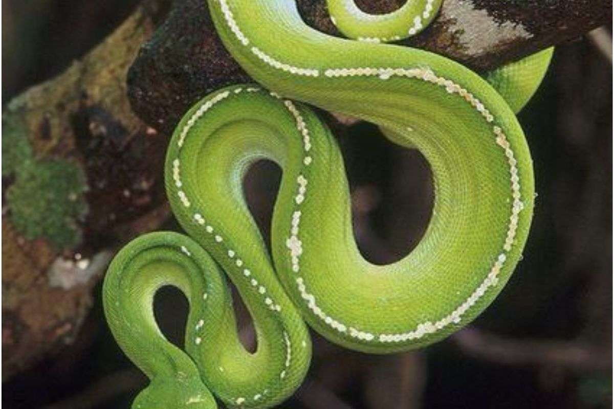 Shocking Snake Facts 6