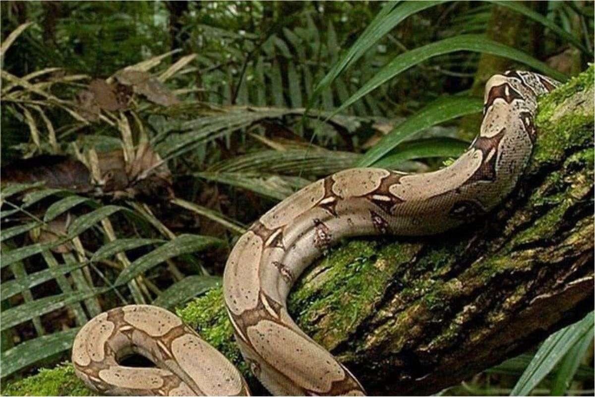 Shocking Snake Facts 7