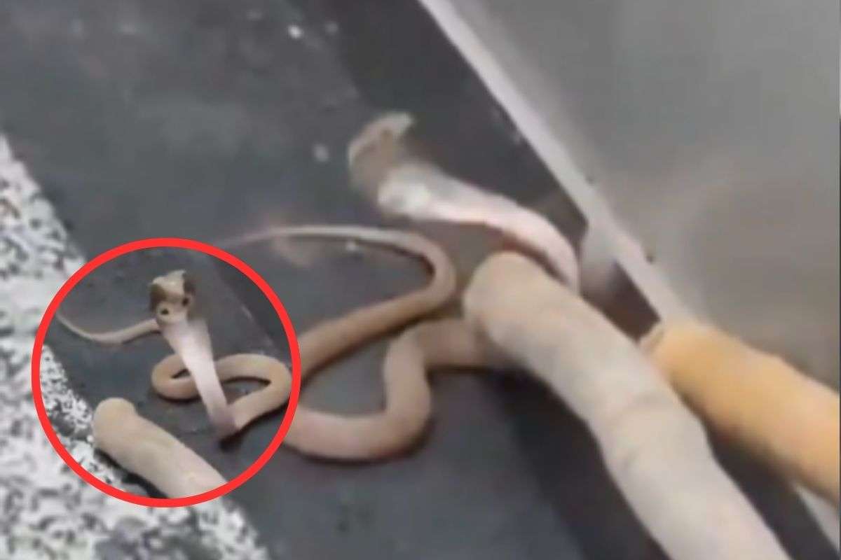 Snake Noida Viral News