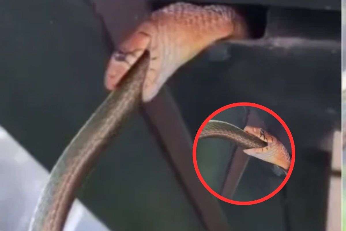 Snake swallowed snake
