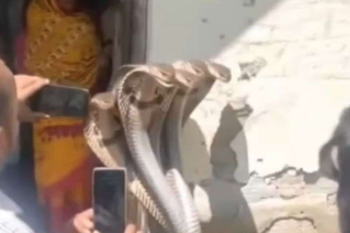 Viral Video Sheshnag