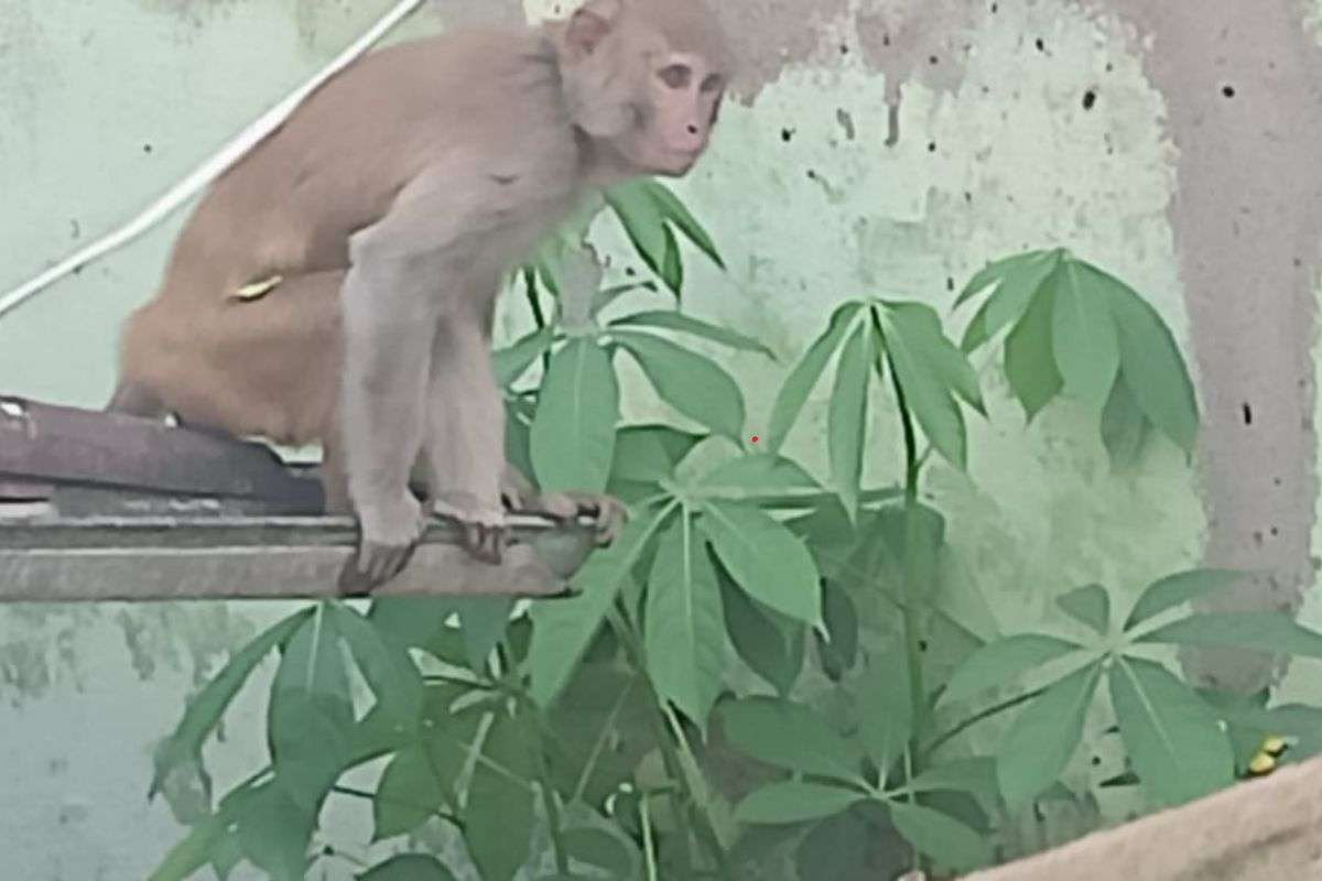 Wild Monkey Terror In Ramgarh