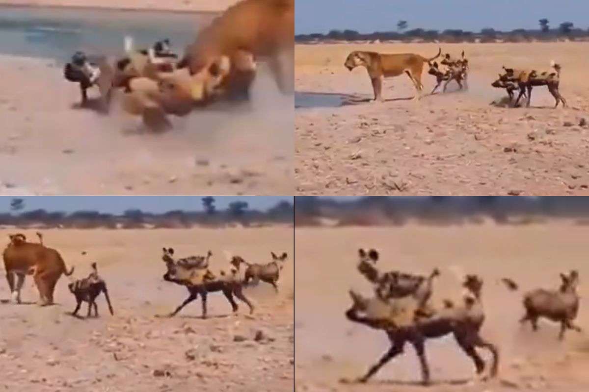 Wild dogs attacks on Lioness