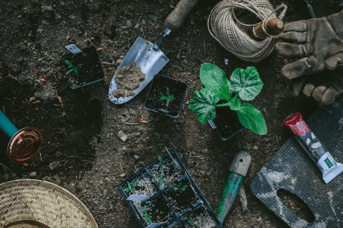 Winter Gardening Tips For Vegetables