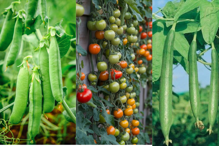 Winter Gardening Tips: सर्दियों के मौसम में उगाना चाहते हैं बेल वाली सब्जियां तो अभी से कर लें ये काम