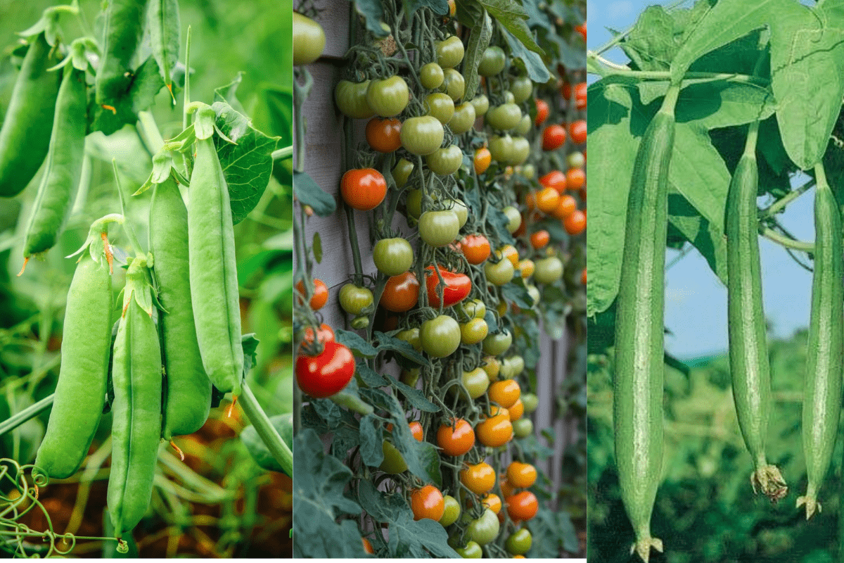 Winter Gardening Tips for Vegetables