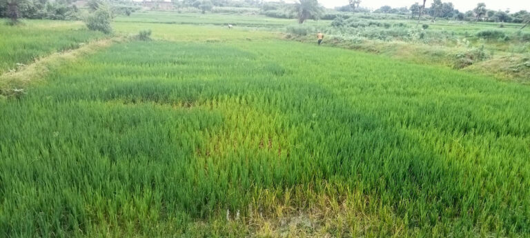 धान की फसल को लेकर किसान चिंतित, बारिश से मिली थोड़ी राहत