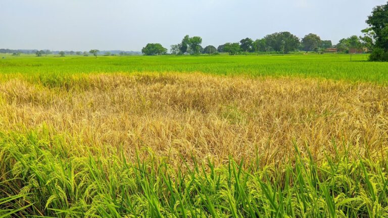 धान की फसल को कीटाणु कर रहे नष्ट, किसान परेशान