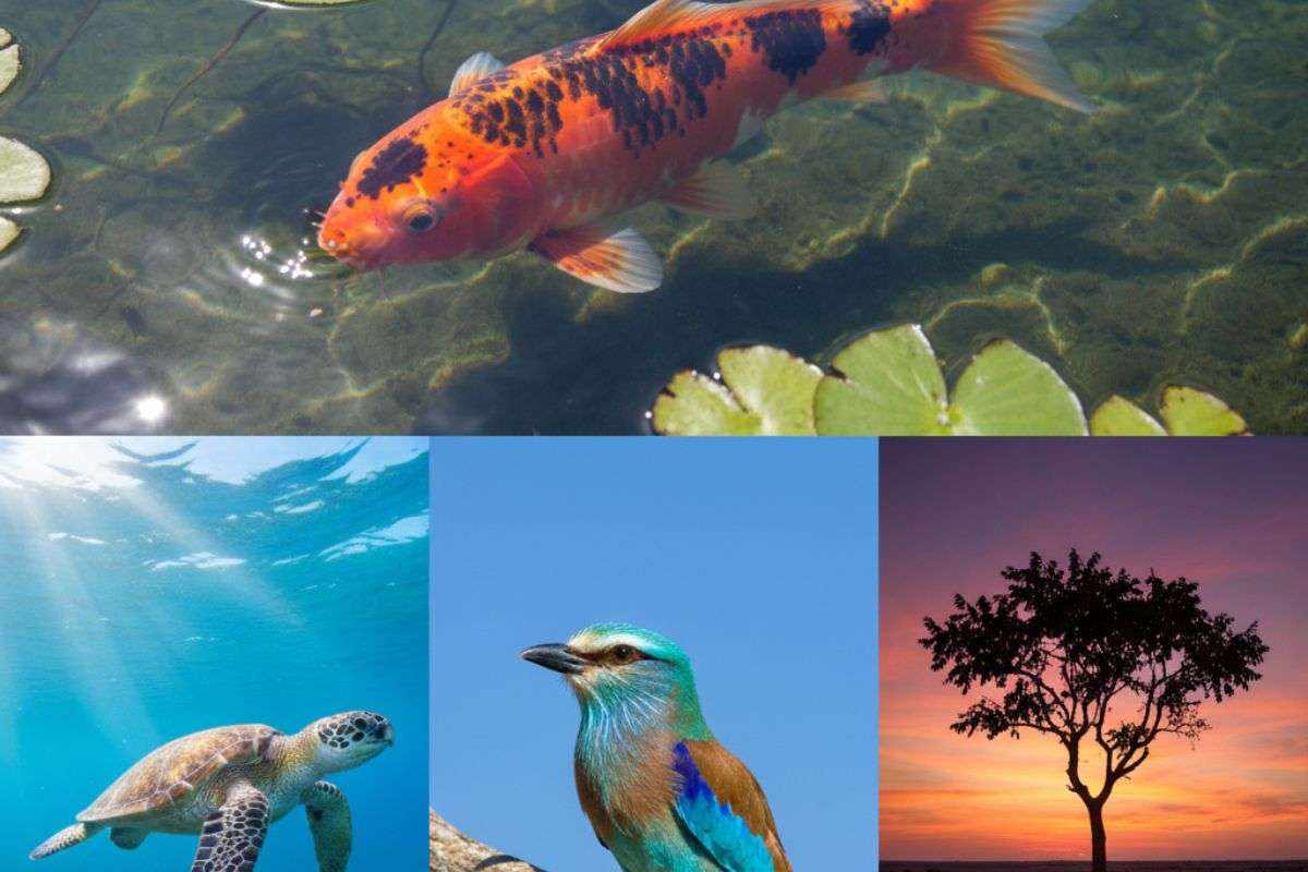 five things to see for Good Luck