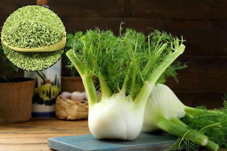 How to Grow Fennel Seeds at Home: घर पर सौंफ का पौधा उगाना है बेहद आसान – जानें गमलों में उगाने का परफेक्ट तरीका