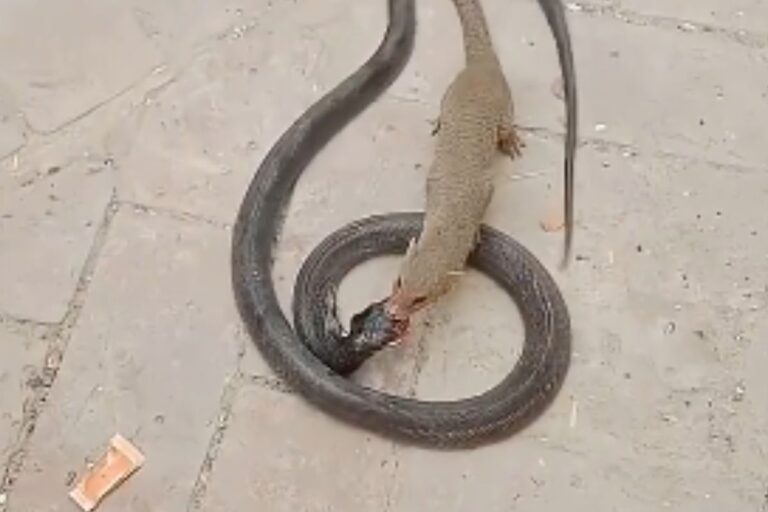 Viral Video : सांप को मुंह में दबाकर नेवले ने पटक दिया, लड़ाई का वीडियो देखकर लोग दंग