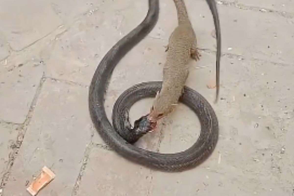 mongoose and snake fight