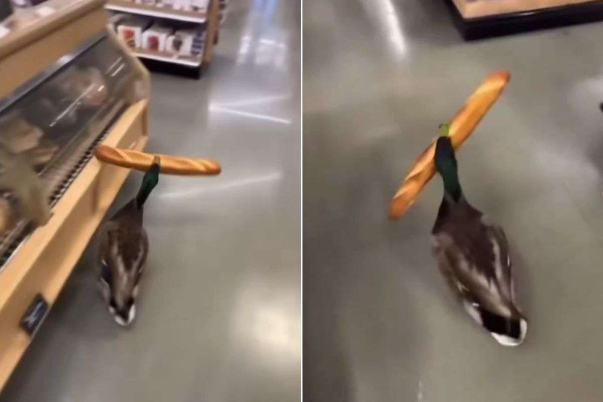 viral video duck stole food from shop