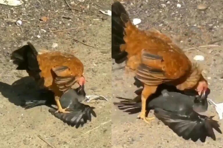 Viral Video: लगातार कांव-कांव कर रहा था कौवा, मुर्गी को आया ऐसा गुस्सा कि लगी पटक-पटक कर मारने, देखें वीडियो