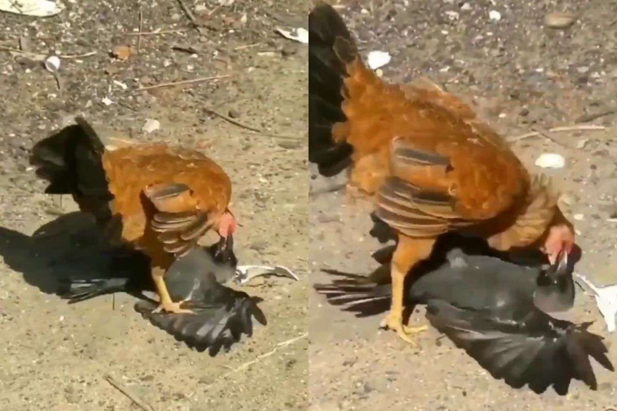 viral video fight between hen and crow