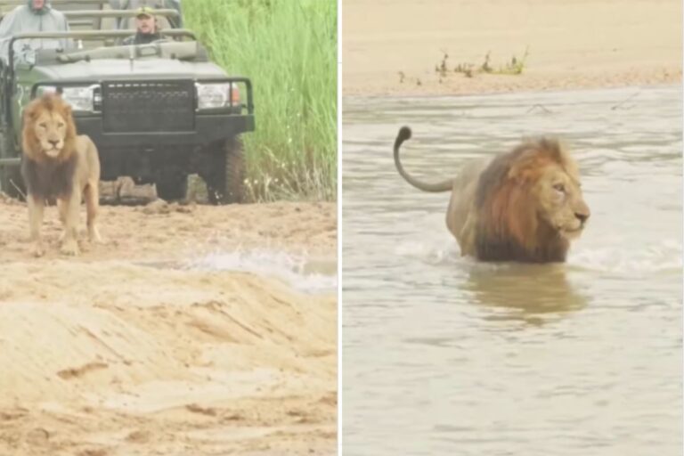 Viral Video: यूं ही नहीं कहते शेर को जंगल का राजा, मगरमच्छ को देखने के बाद भी लगा दी पानी में छलांग