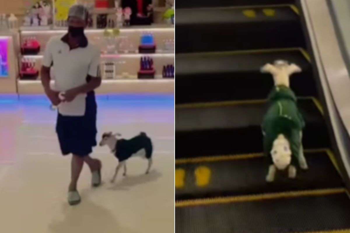 viral video man take his goat to mall