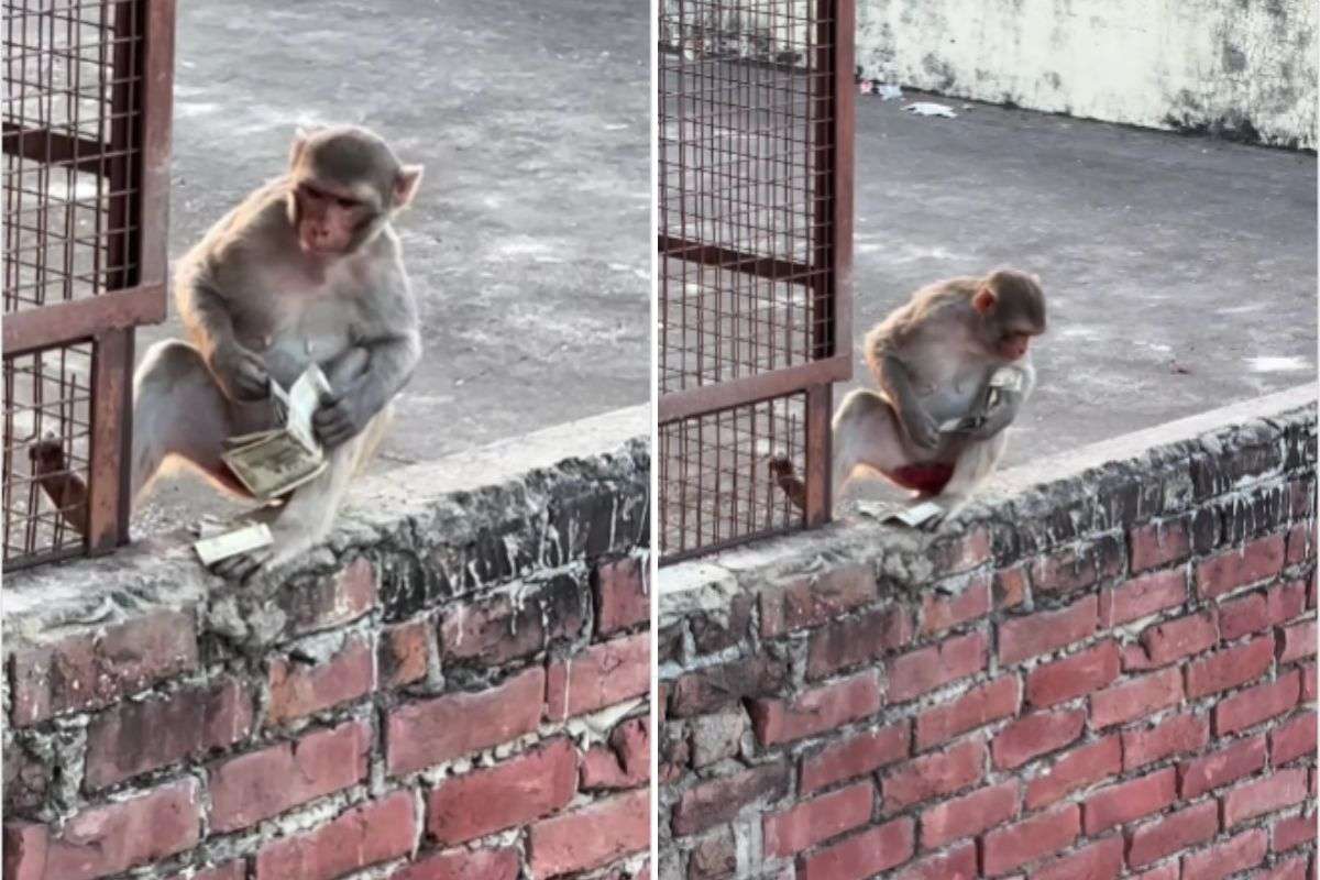 viral video monkey steals cash from woman purse