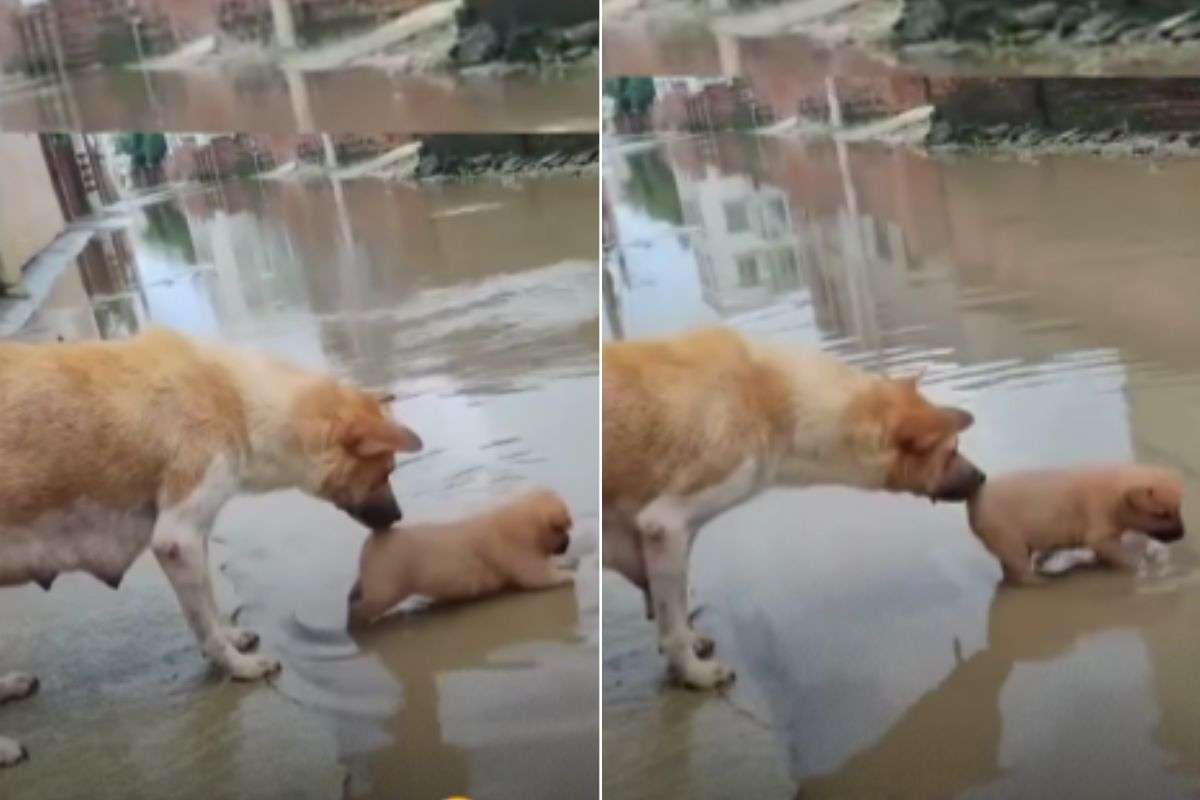 viral video mother dog stops puppy from playing in water