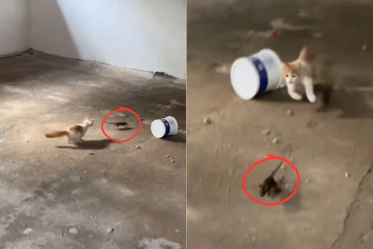 Viral Video: चूहा भागता रहा और बिल्ली दौड़ाती रही, वीडियो देख आपको भी याद आ जाएगा टॉम एंड जेरी कार्टून
