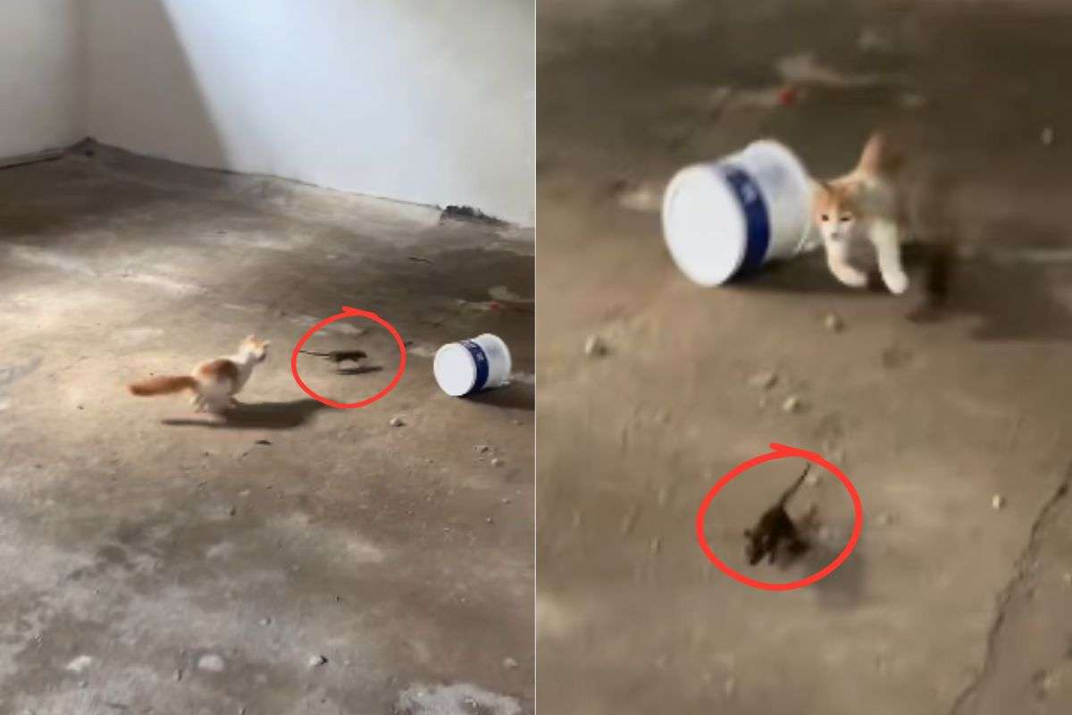 viral video real life tom and jerry