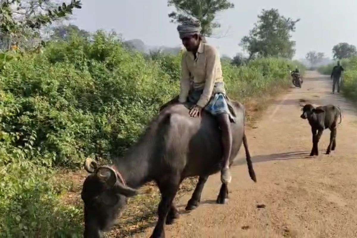 Bihar Election 2025 Video Voters arrived to vote on buffalo vidhansabha chunav