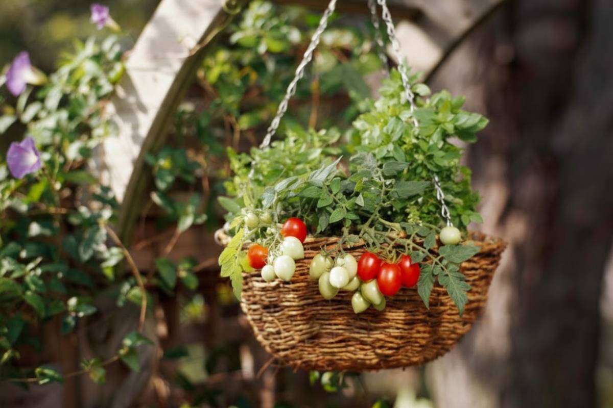 Cherry Tomato Growing Tips