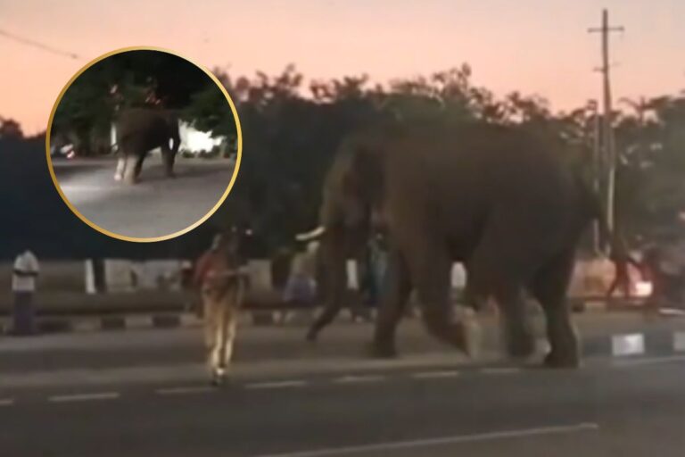 Viral Video : कीड़ों ने कर दिया हमला, सड़क पर बेकाबू हुआ हाथी