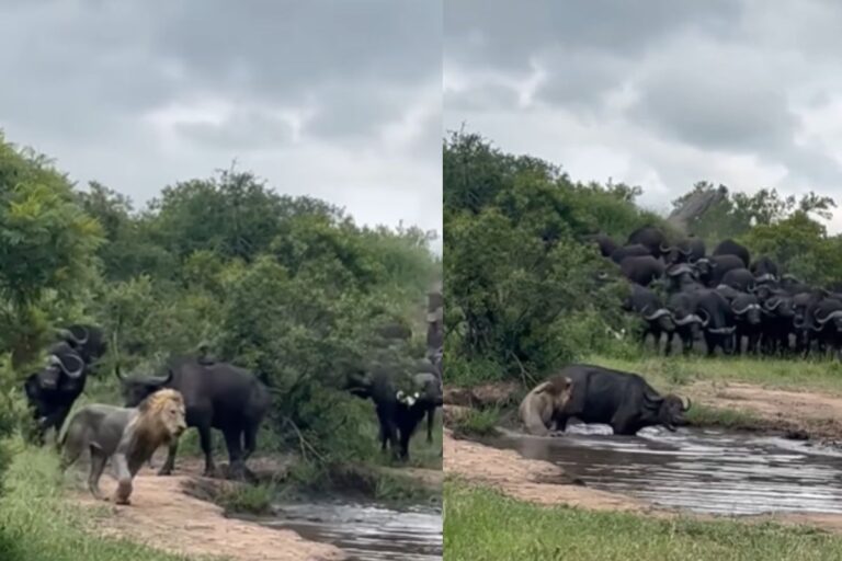 Viral Video: शेर का घमंड चूर…भैंस ने पलट दिया खेल, जंगल का राजा दुम दबाकर भागा
