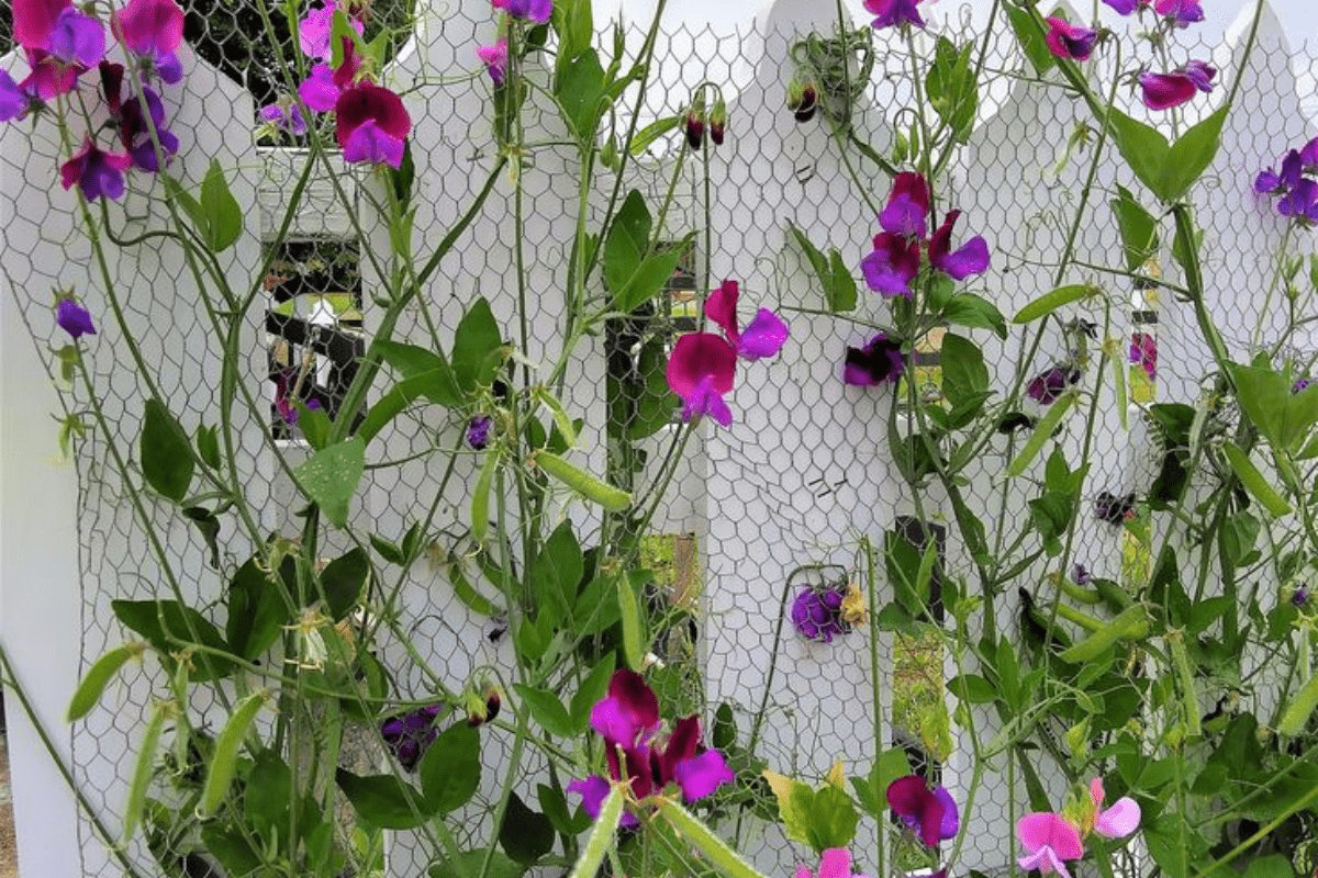 Flower To Grow In Winter