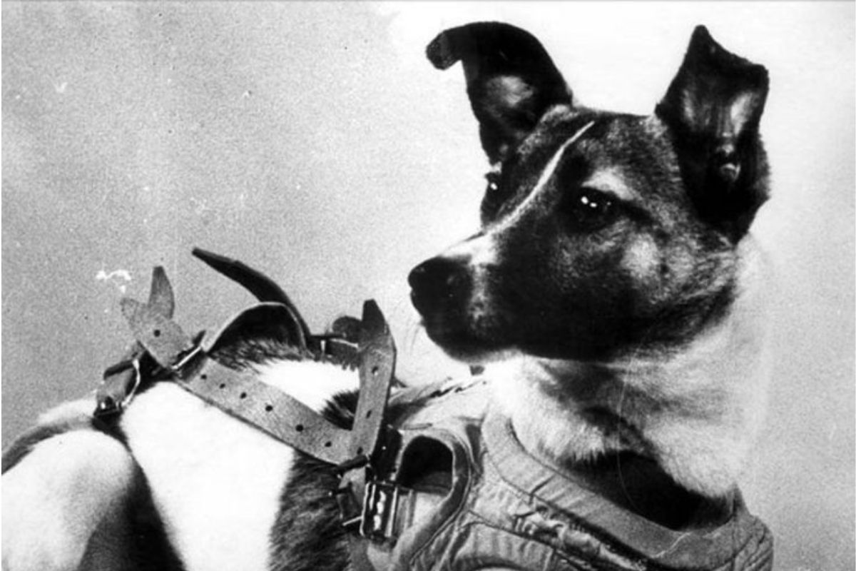 Laika stray dog who never came back to earth