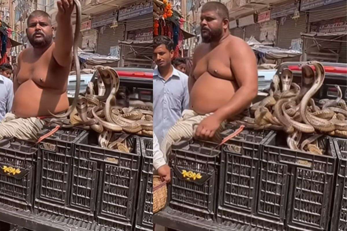 Man selling poisonous snakes