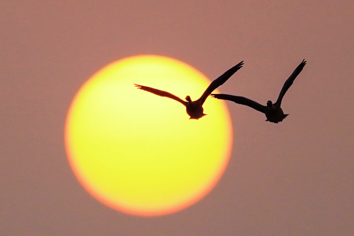 Migrant Birds in Jharkhand