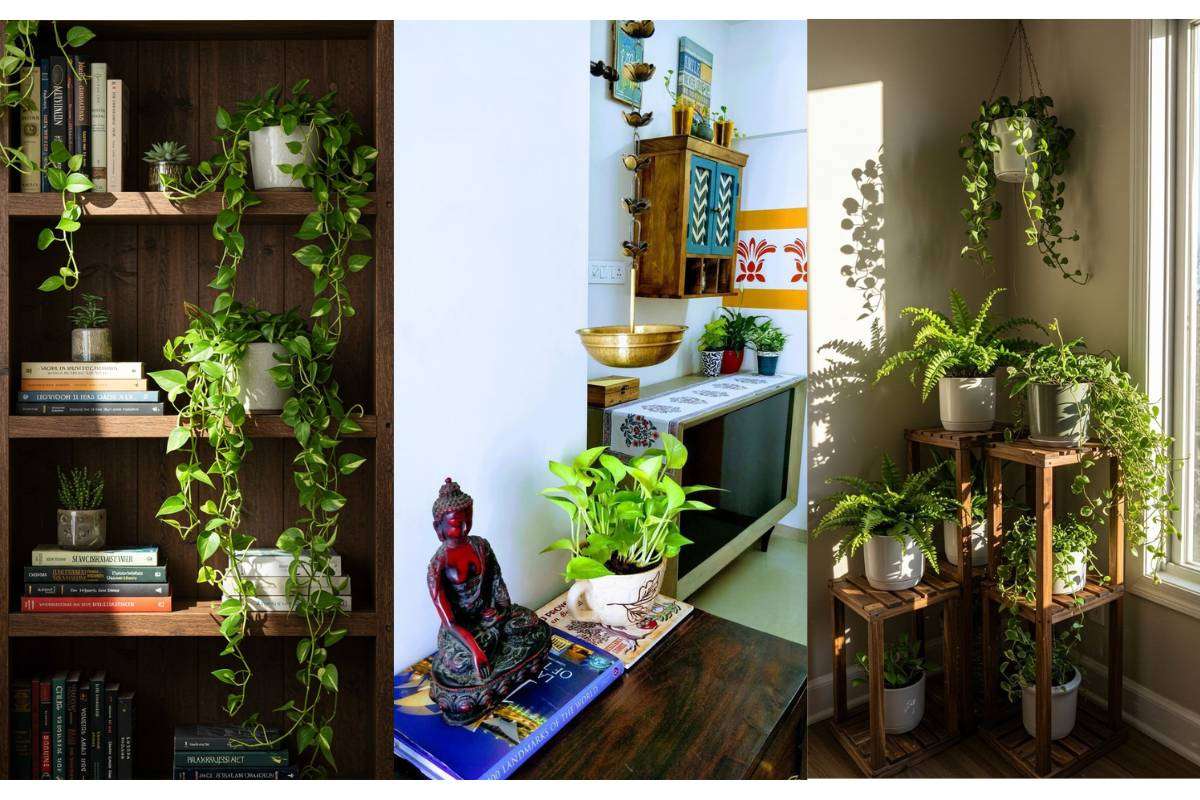 Money Plant Home Decoration Idea