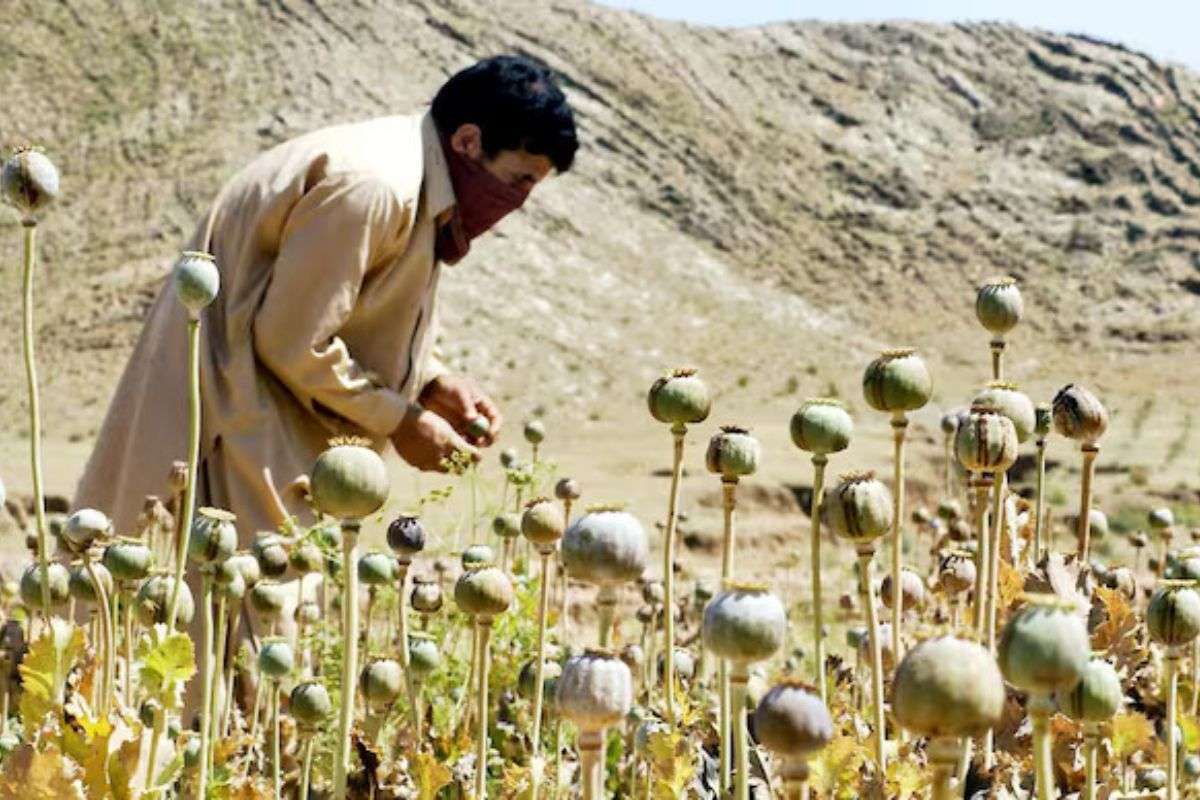 Poppy in Afghanistan 5