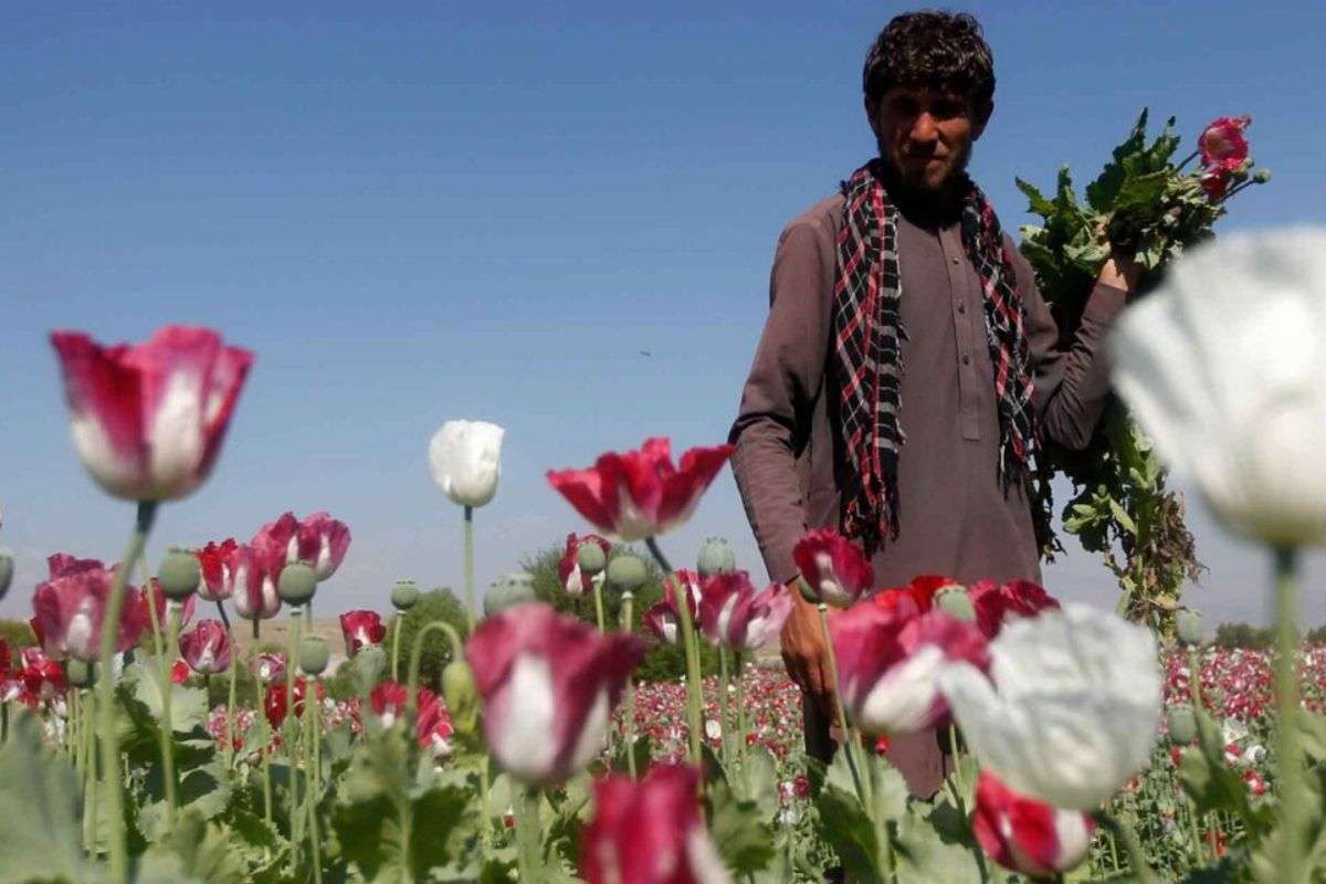 Poppy in Afghanistan 6