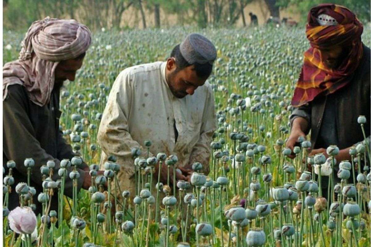 Poppy in Afghanistan 7