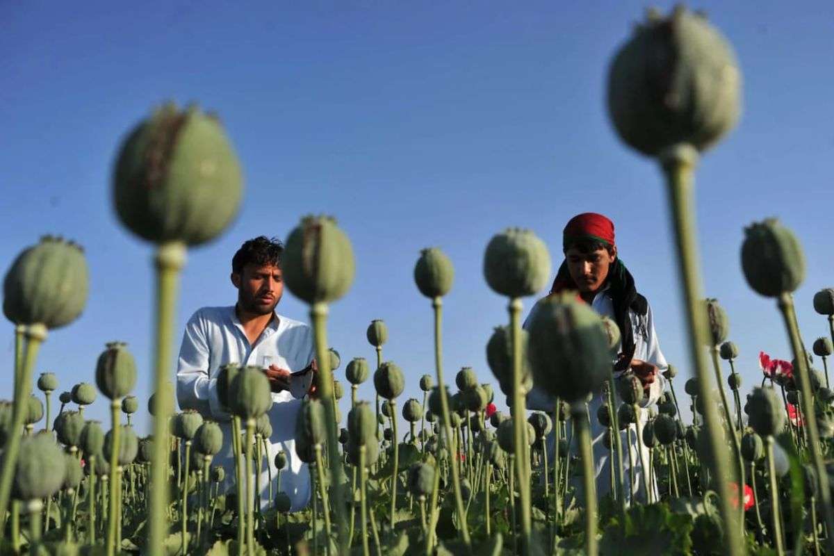 Poppy in Afghanistan 8