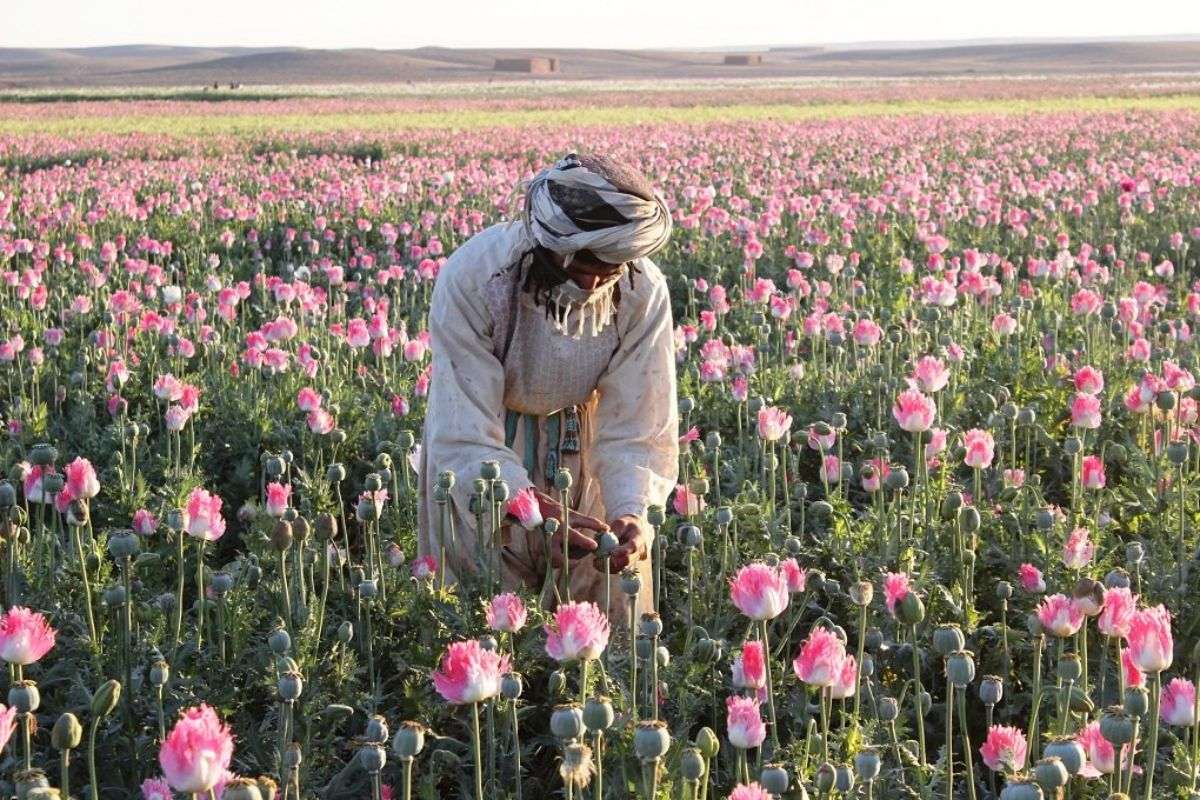 Poppy in Afghanistan 9