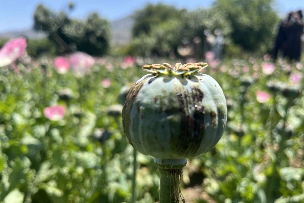 Poppy in Afghanistan