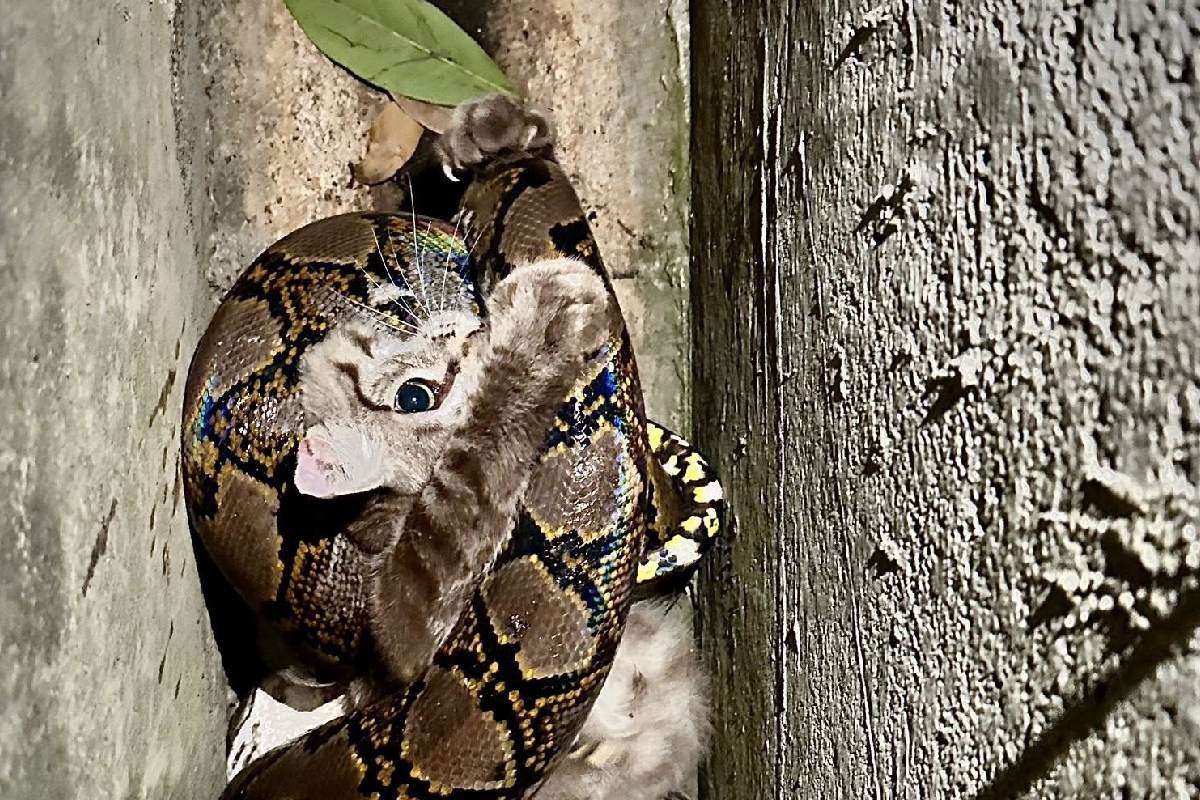 Python Caught Cat
