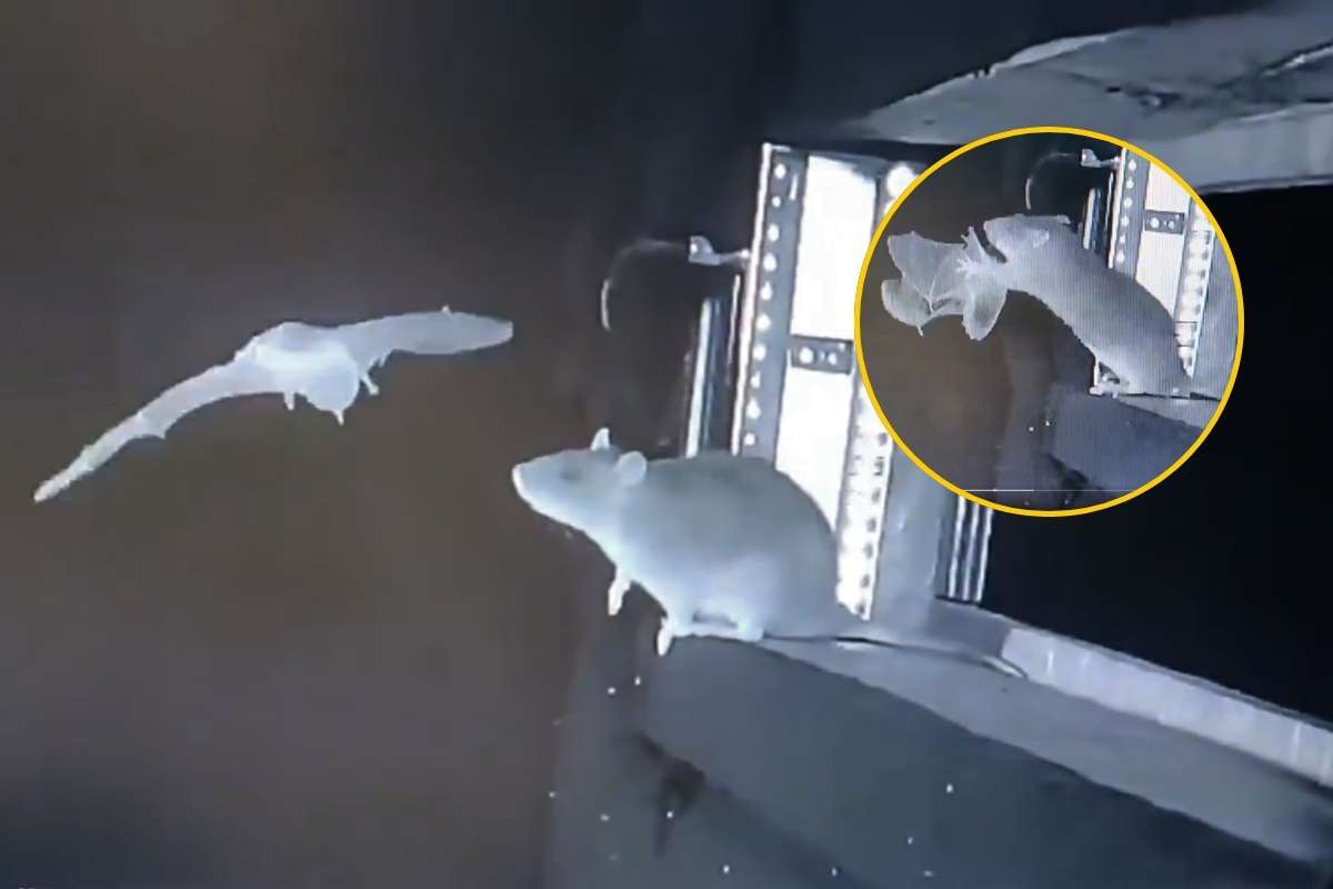 Rat hunts flying bat