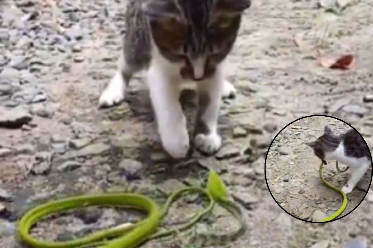 Snake and Cat Fight Viral Video