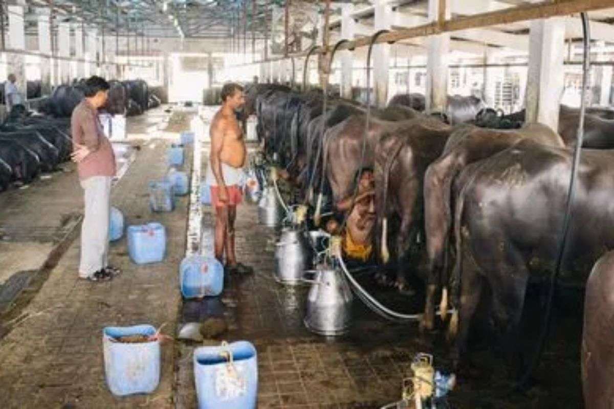 Subsidy On Kamdhenu Yojana