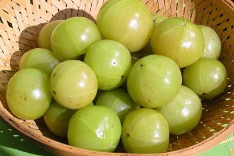 Amla Storage Tips: आंवला स्टोर करने के आसान तरीके – महीनों तक रहेगा हरा और ताजा, नहीं पड़ेगा एक भी दाग
