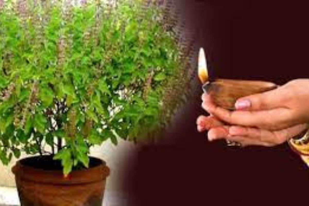 Tulsi Patta Kab Nahi Todna Chahiye