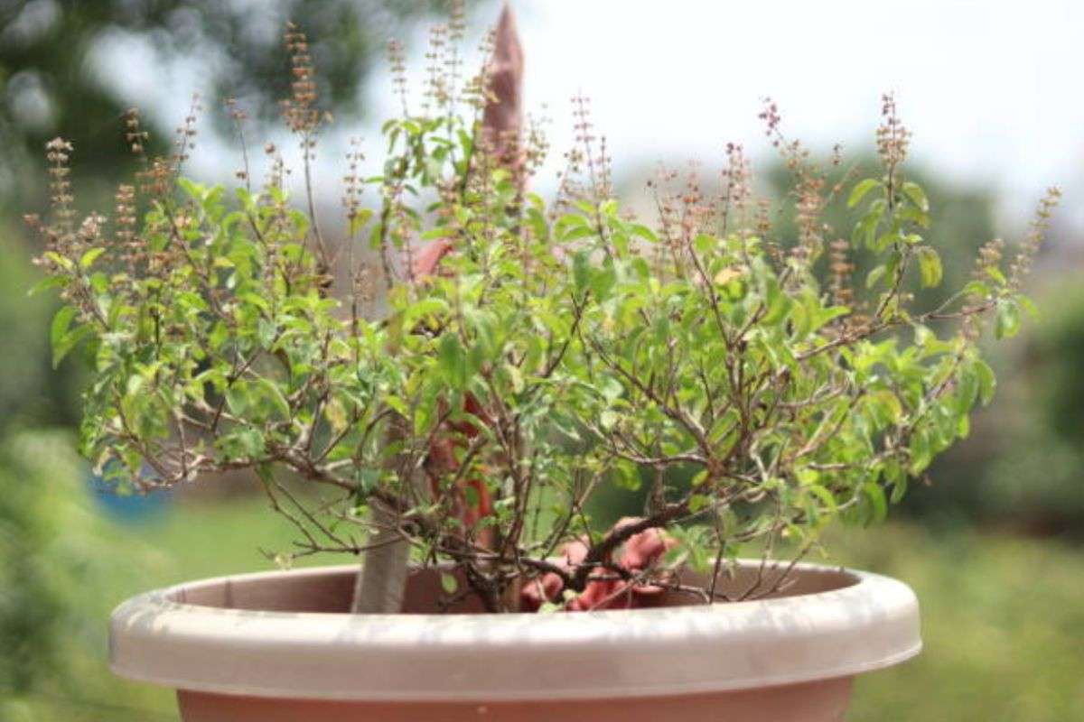 Tulsi Plant drying up signal of mishappening